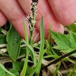 Carex panicea പുഷ്പം