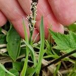 Carex panicea Flower