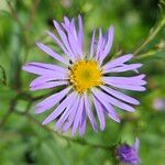 Aster amellus 花