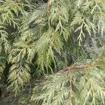 Thuja plicata 整株植物