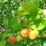 Malpighia glabra Fruit