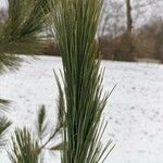 Pinus sibirica Blatt