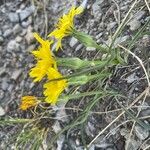 Scorzonera austriaca Flower