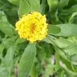 Calendula officinalisKukka