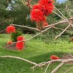 Erythrina abyssinica Цвят