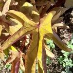 Ipomoea batatas (L.) Lam. 'Deep Purple'Лист