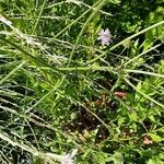 Knautia integrifolia Žievė