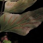 Asplenium hemitomum Fruto