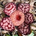 Rafflesia hasseltii फूल