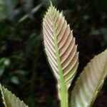 Pinzona coriacea Yaprak