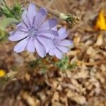 Cichorium pumilumফুল