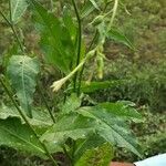 Nicotiana plumbaginifolia Leht