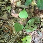 Dichondra carolinensis Feuille