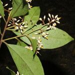 Ardisia compressa Fula