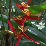 Heliconia acuminata ফল