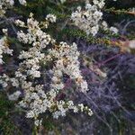 Adenostoma fasciculatum Flower