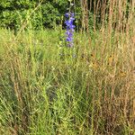 Delphinium carolinianum Buveinė