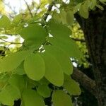 Robinia viscosa Blatt