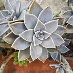 Graptopetalum paraguayenseFloare