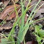 Asphodeline lutea ᱥᱟᱠᱟᱢ