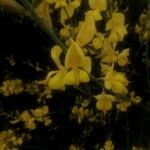 Genista aetnensis 花