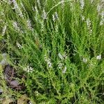 Calluna vulgarisLeaf