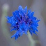 Centaurea cyanusFlor