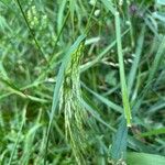 Trisetum flavescens Blatt