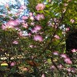 Calliandra selloi Fiore