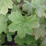 Pelargonium multibracteatum Leaf