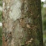 Pouteria grandis Bark