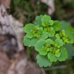 Chrysosplenium alternifolium Blatt