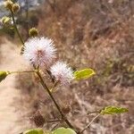 Anisantherina hispidula Blomma