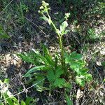 Sanicula crassicaulis Hábitos