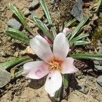 Calandrinia acaulis Цветок