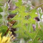 Centaurea benedicta 叶