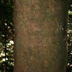 Protium apiculatum Bark