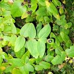 Hypericum androsaemumLeaf