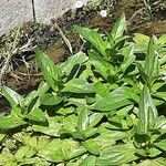 Veronica anagallis-aquatica Leaf