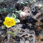 Helianthemum marifolium Fleur