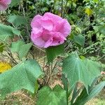 Hibiscus mutabilis Fiore