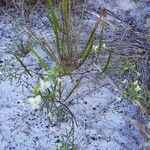 Polanisia erosa Flor