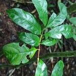 Coffea fotsoana Blatt