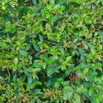 Syzygium myrtifolium Hoja