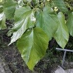 Morus alba Hoja