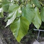 Morus alba Blatt