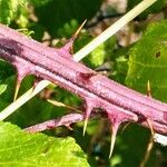 Rubus ulmifolius Écorce