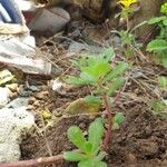 Portulaca umbraticola Leaf