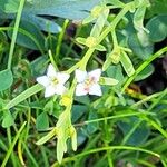 Thesium alpinum Flower