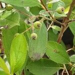 Aronia arbutifolia Feuille